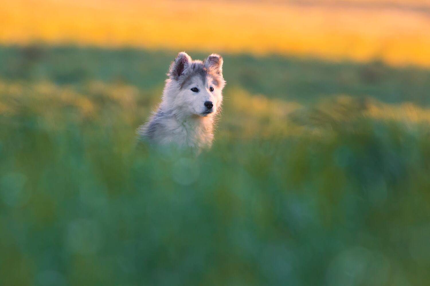 , Łukasz Sok&oacute;ł