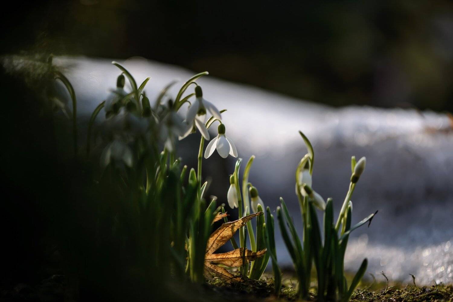 природа, макро, весна, цветы, галантус, снег,, Неля Рачкова