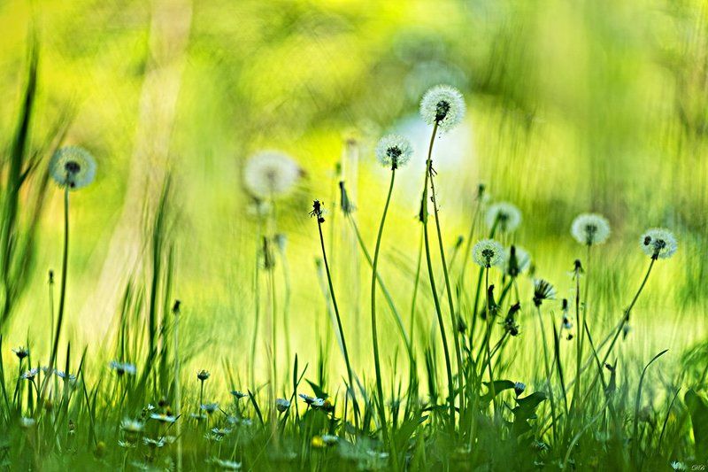 close-up, color, colors, color image, dandelion, flower, flowers, green, image, impression, macro, nature, photography, spring, springtime, Springtime Impression фото превью