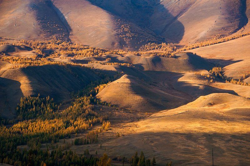 горы, склоны, вечер, свет, тень, лиственницы, курай, курайский хребет, горный алтай, республика алтай Курайский вечер крупным планом фото превью