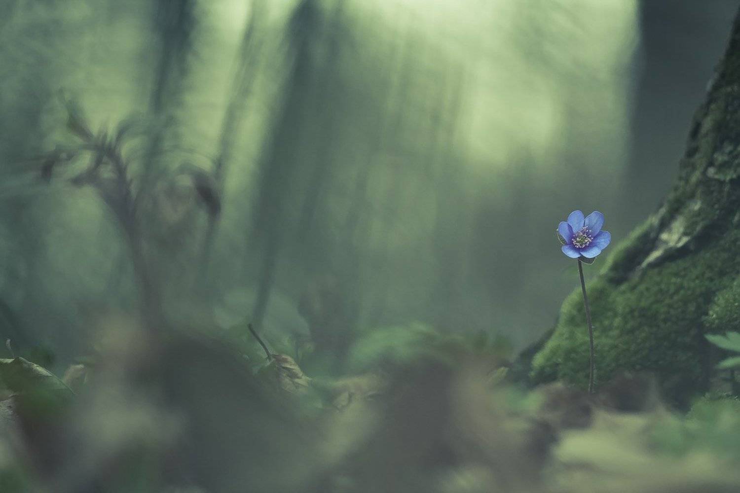 spring, flower, Gabriel Prescornita