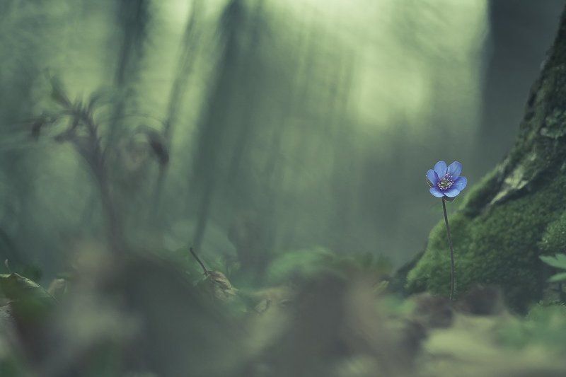 spring, flower Always blue фото превью