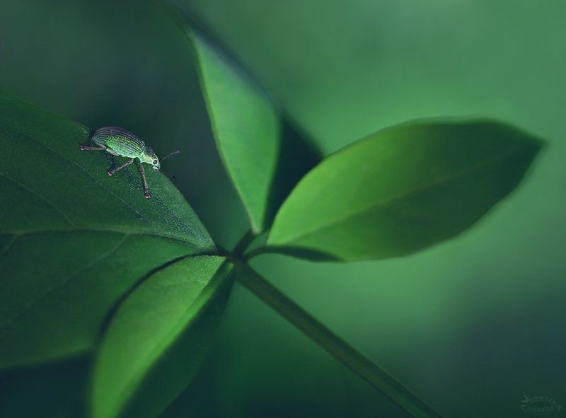 Szmaragd фото превью