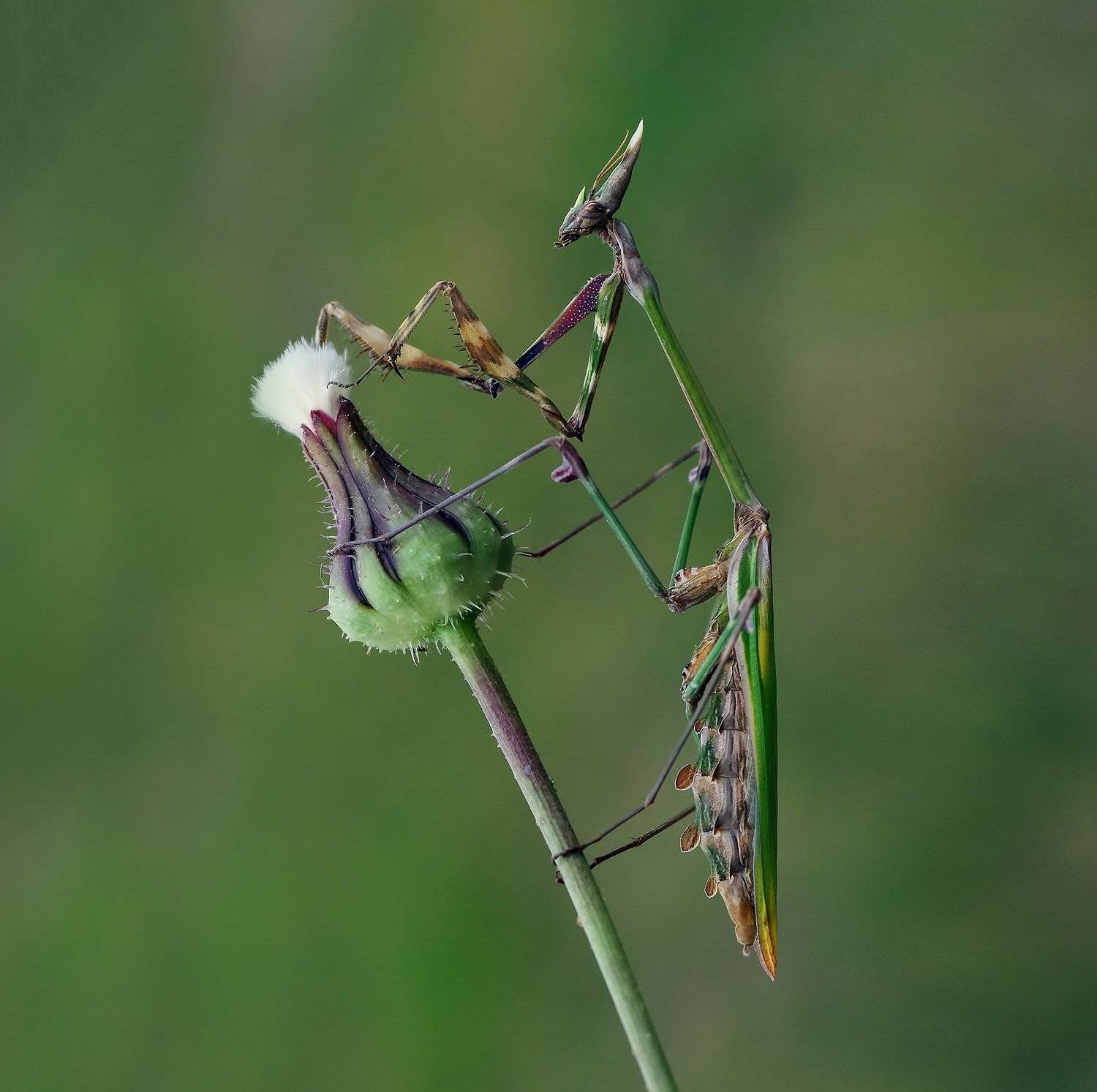 animal, nature, macro, mantis,flower, Savas Sener