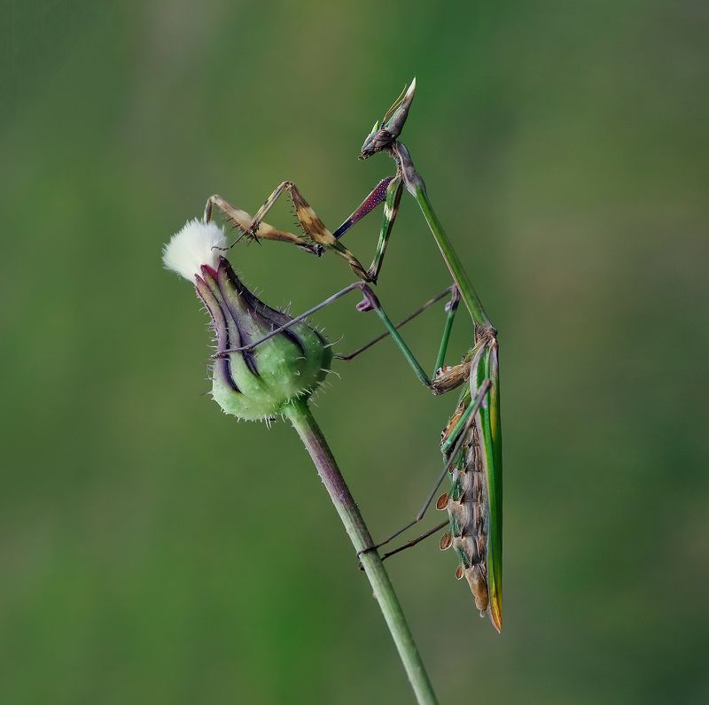 animal, nature, macro, mantis,flower mantis фото превью