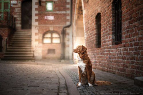 w cudownym mieście Gdańsk