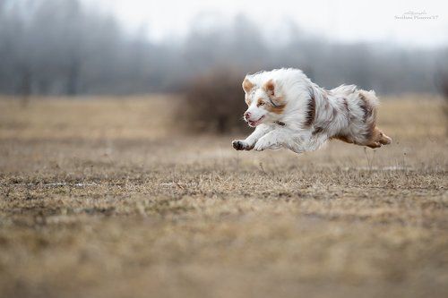 Полет над полем...