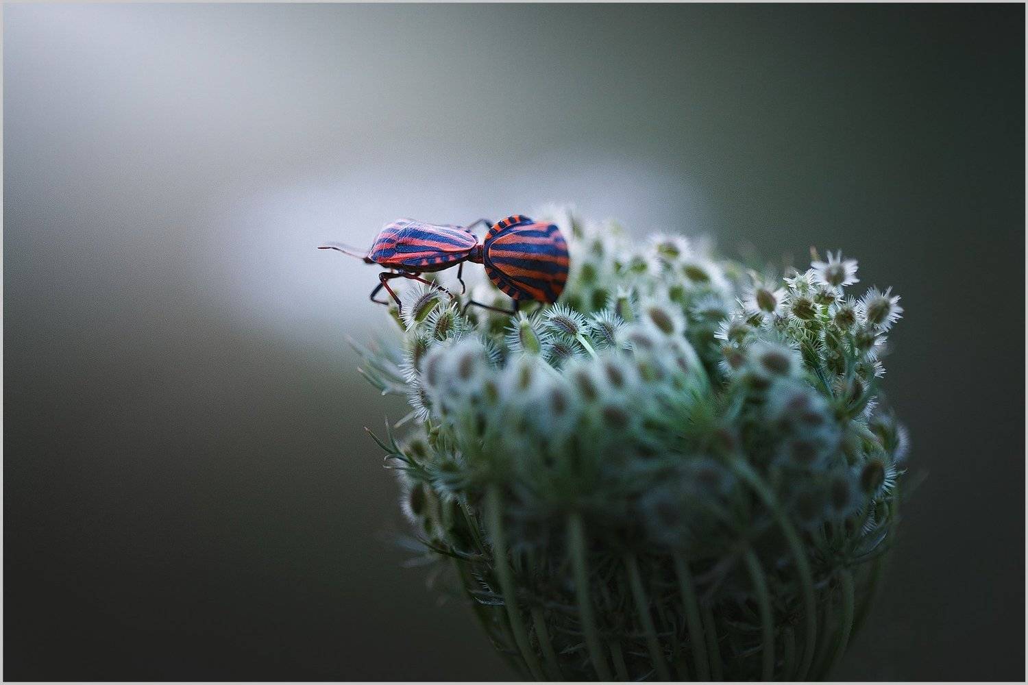 макро,клопы полевые,, Владимир Каюков