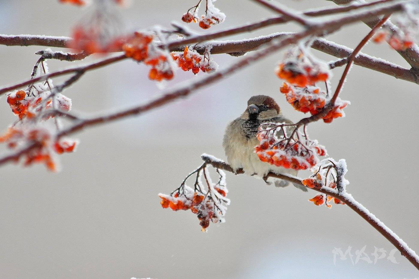животные птицы воробей зима, Шангареев Марс