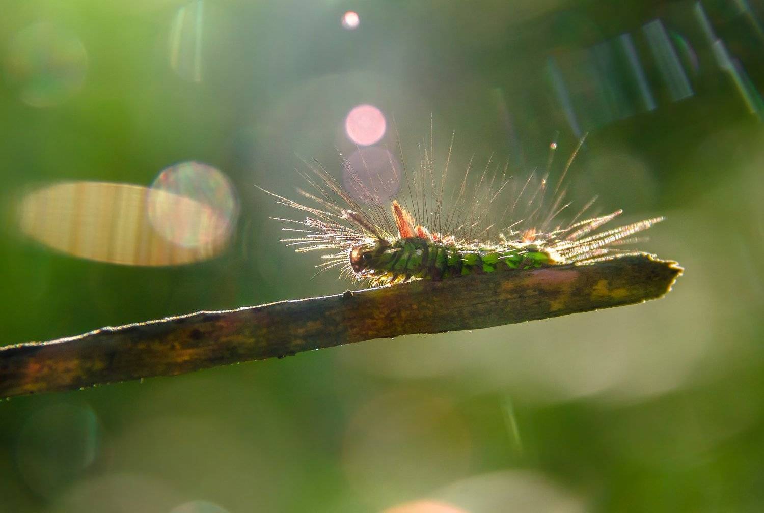 Calliteara abietis, хвойная волнянка, гусеница, мохнатая, волоски, свет, блики, зелёный, макро, лес, Ксения Соварцева