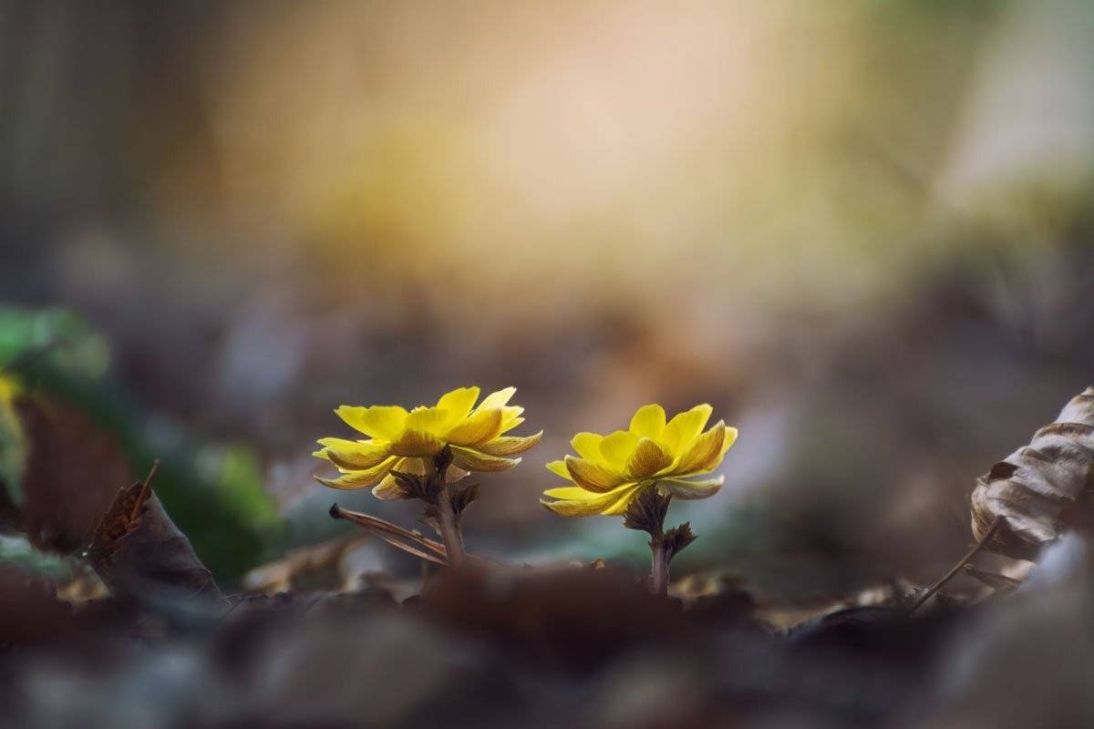 адонис амурский, приморье, цветы, Шинкарева Елена
