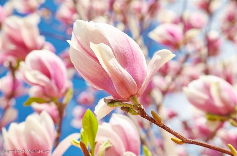 Magnolia фото превью