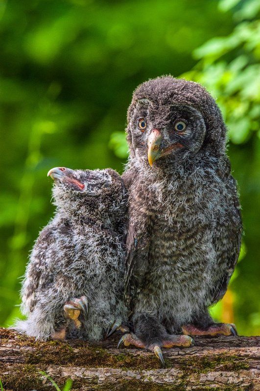 Совята Братан, покарауль ! Я покемарю ! фото превью
