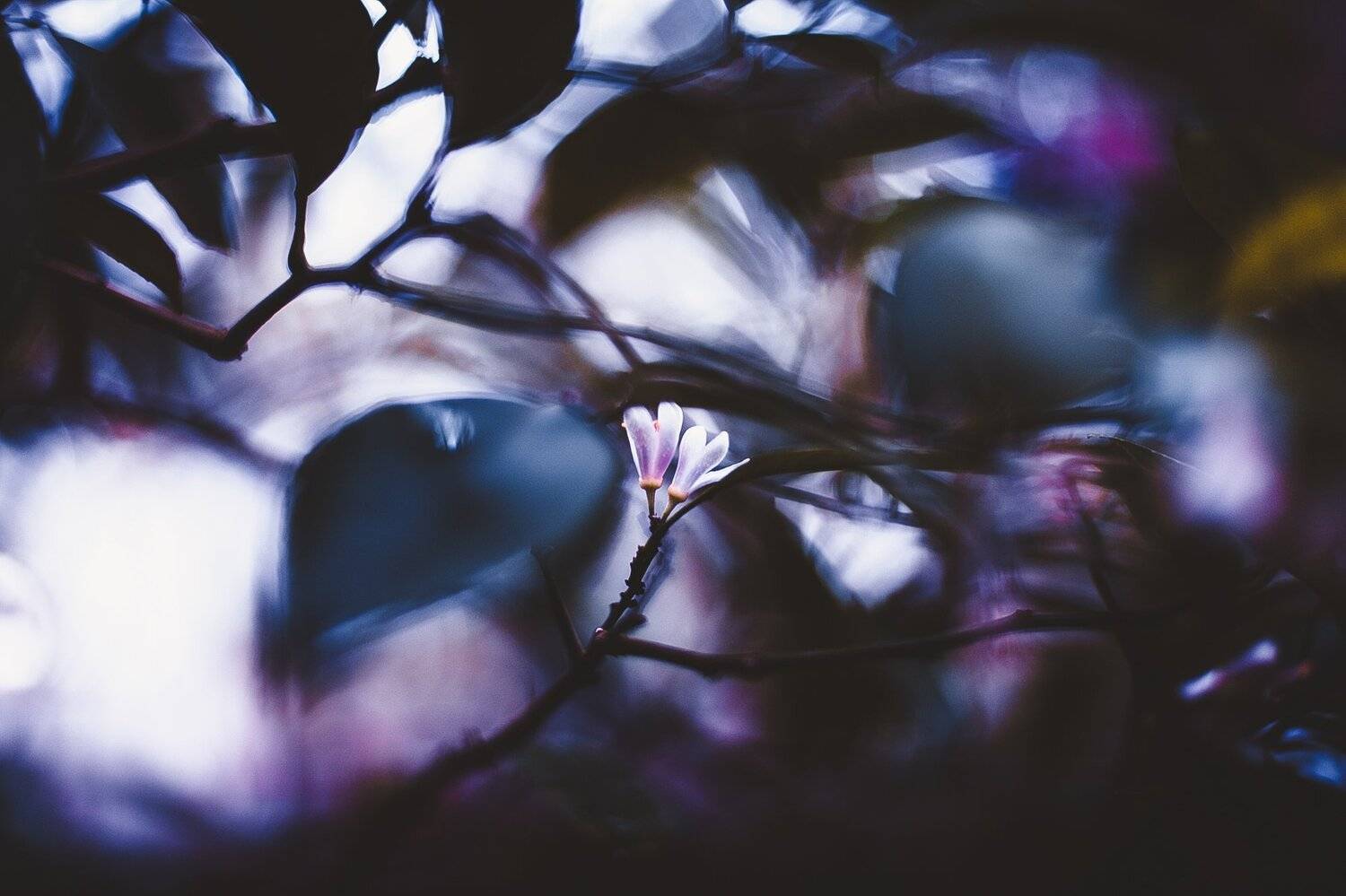 ботанический сад, макро, цветы, зелень, природа, Манченко Кристина