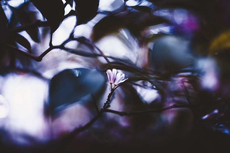 ботанический сад, макро, цветы, зелень, природа В ботаническом саду фото превью