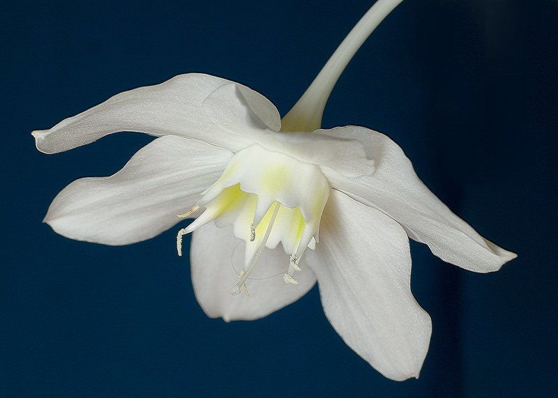 цветок фото превью