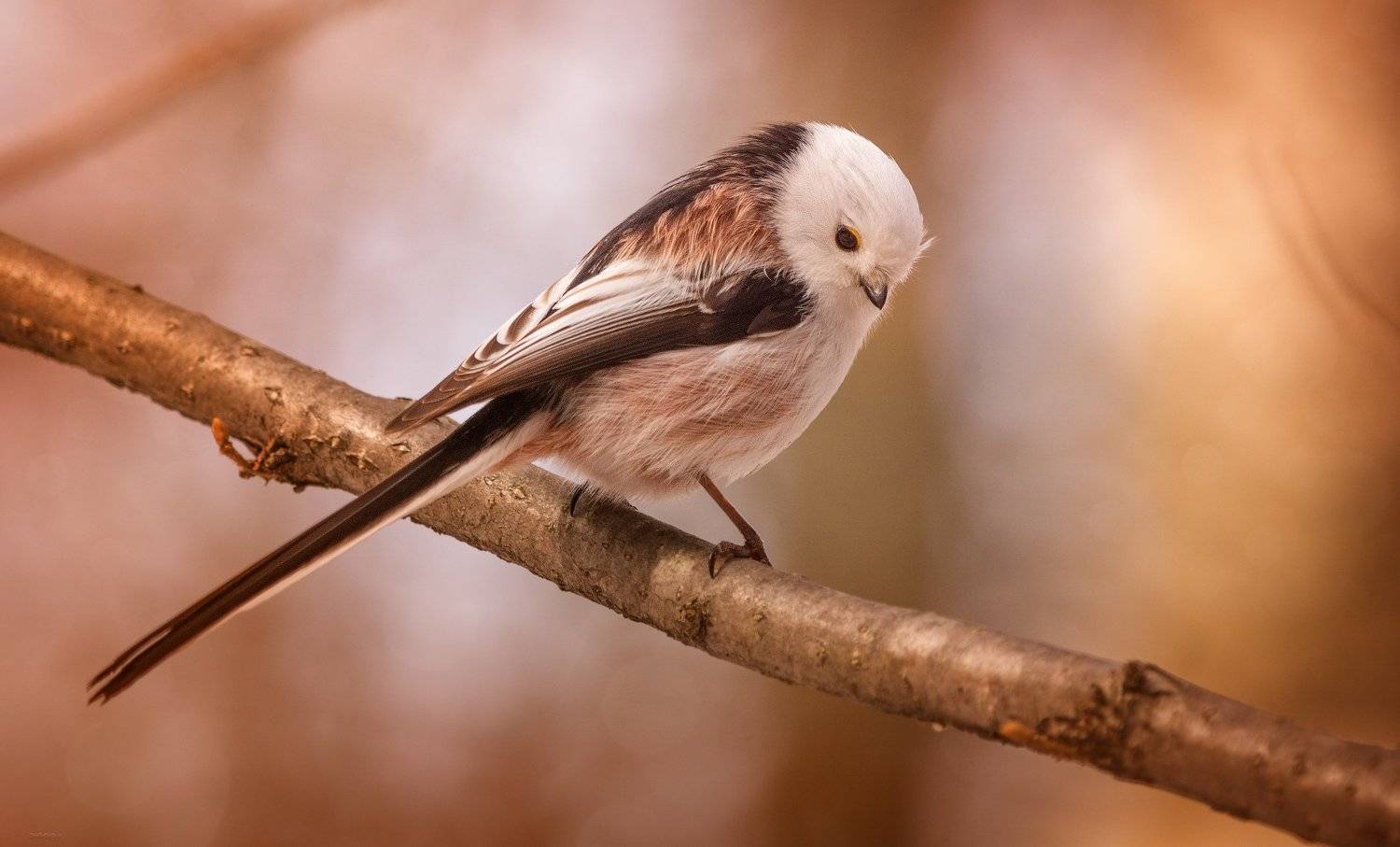 природа, лес, животные, птицы, Дмитрий Посевич