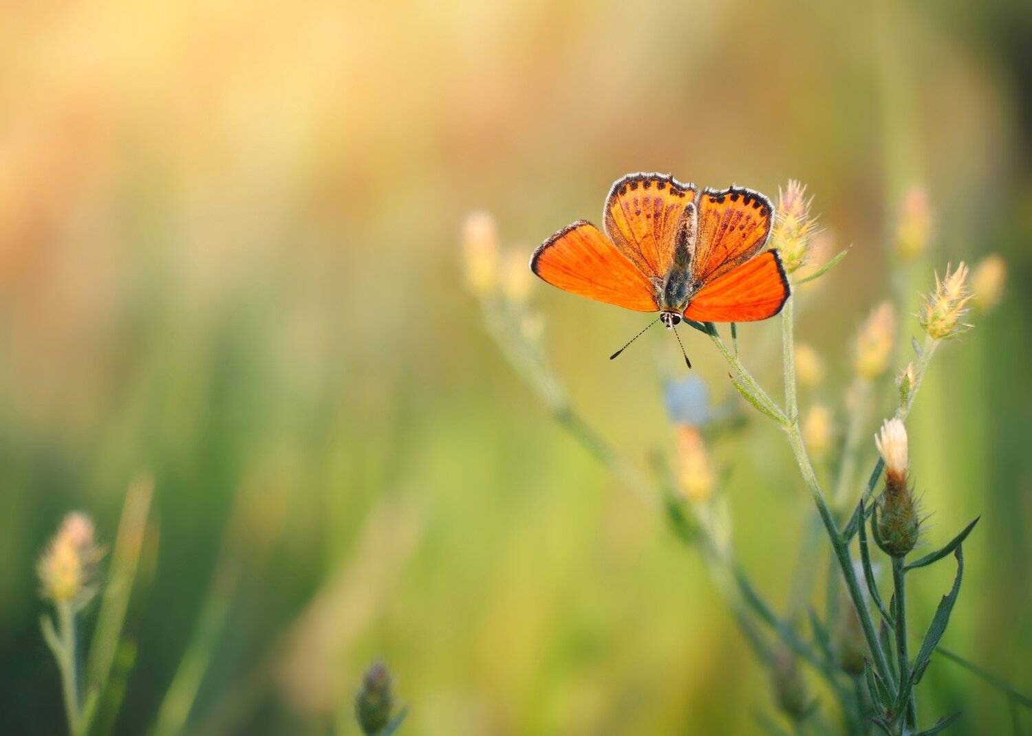 , Mihalych