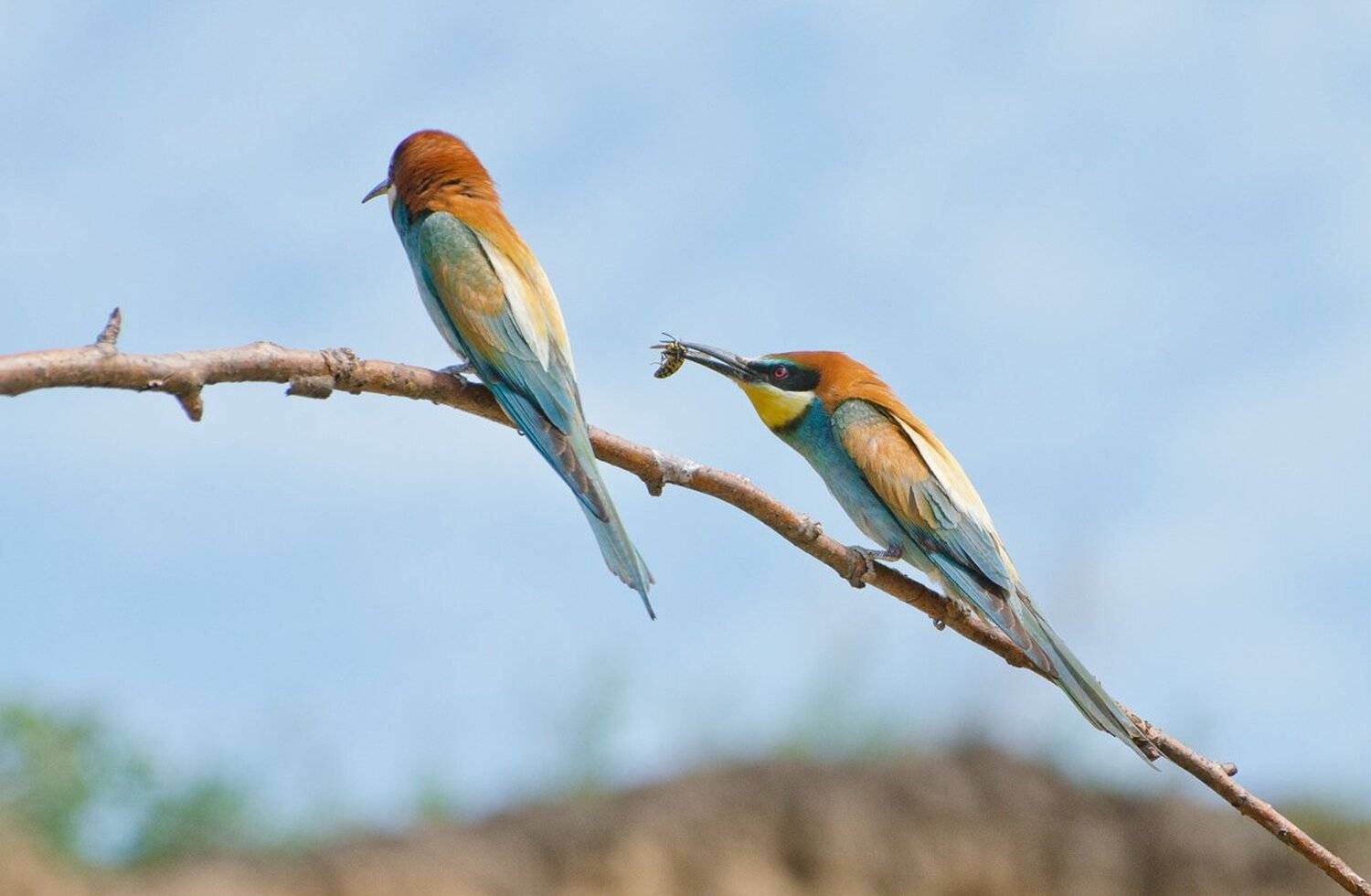 птицы золотистые щурки, Михаил Агеев