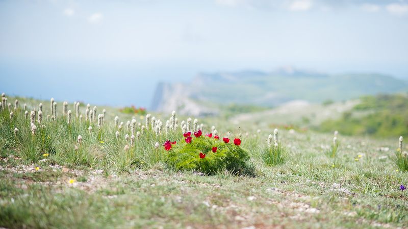 крым маки Крыма фото превью
