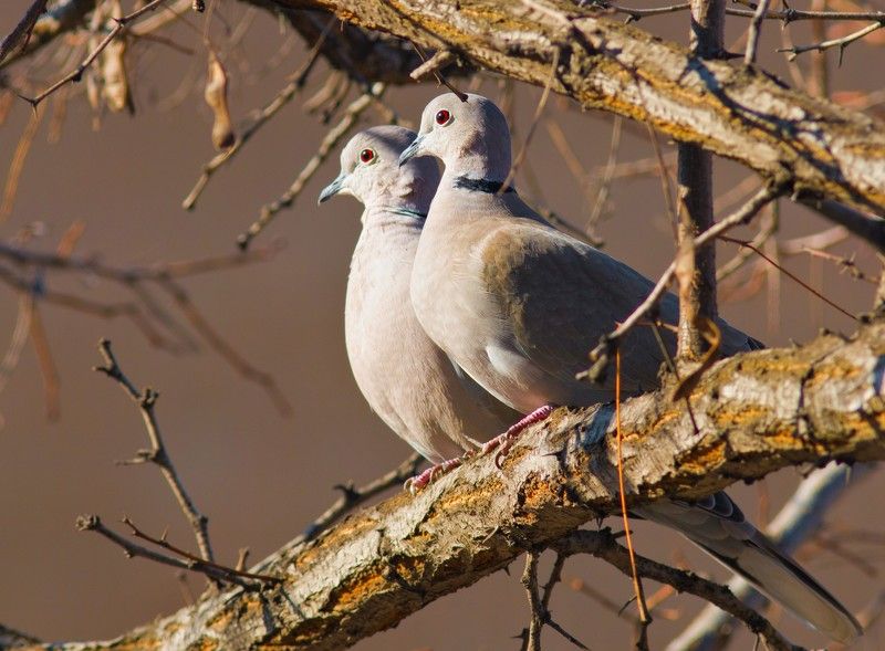 птицы, природа, кольчатая горлица Любовь и голуби фото превью
