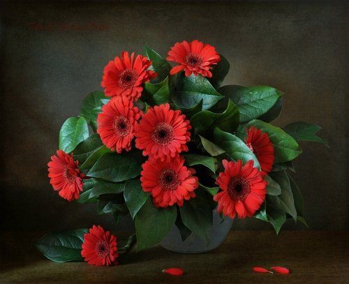 С герберами