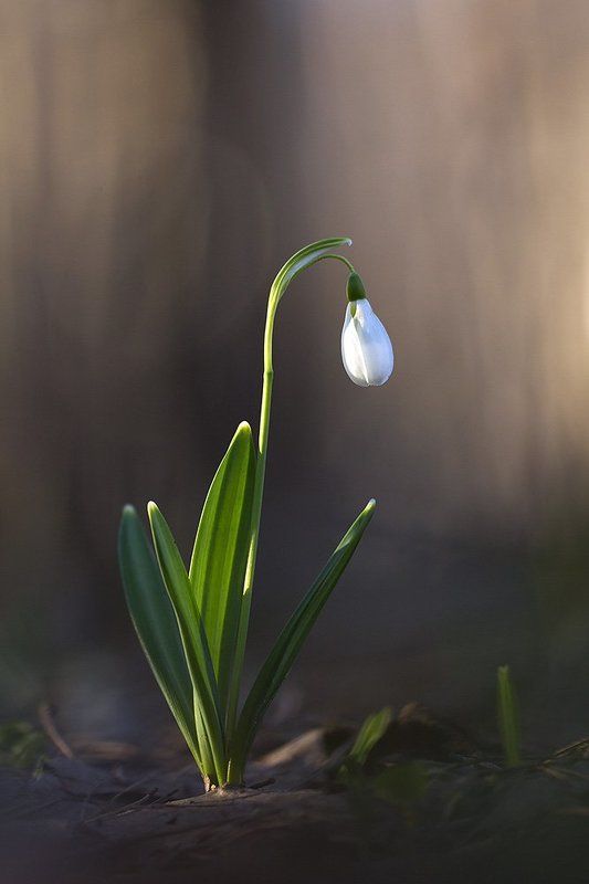Утренний фото превью