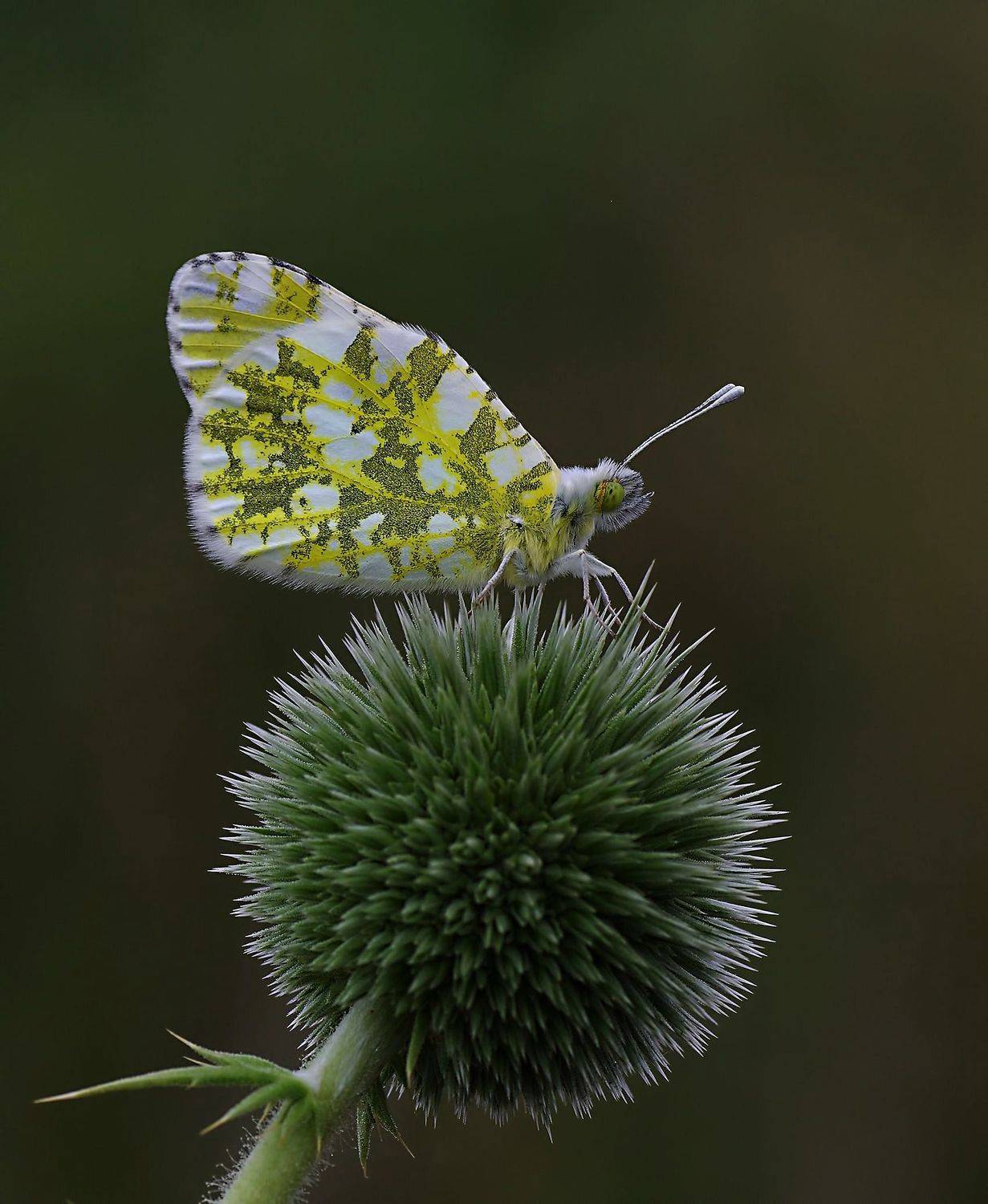 animal, nature, macro, butterfly, thorn, thorny, Savas Sener