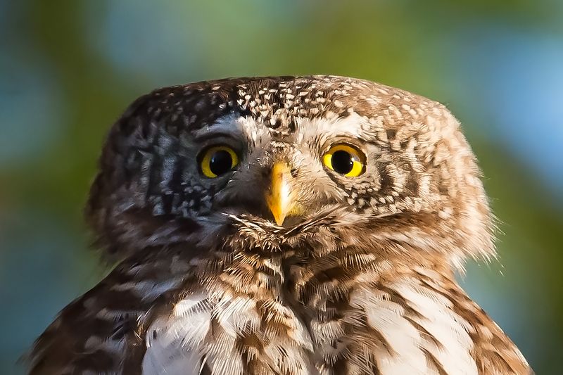 Pygmy owl, pose, finland, 65g Pygmy owl pose фото превью