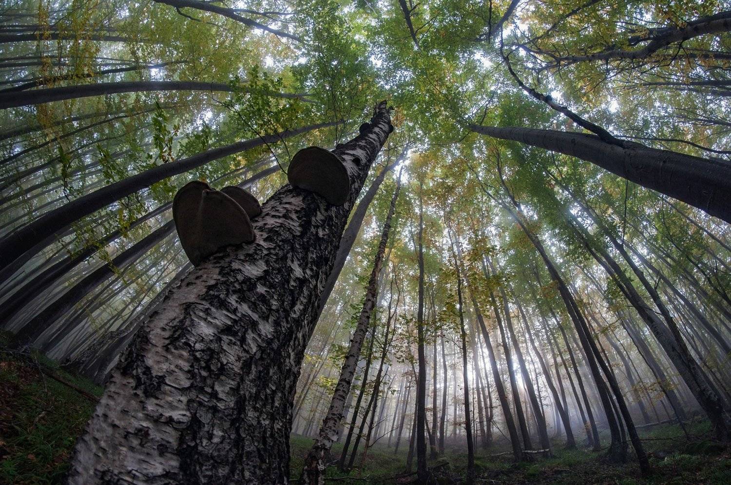 fisheye, landscape, mountain, forest, nature, tree, sky, sun, green, Иван Димитров