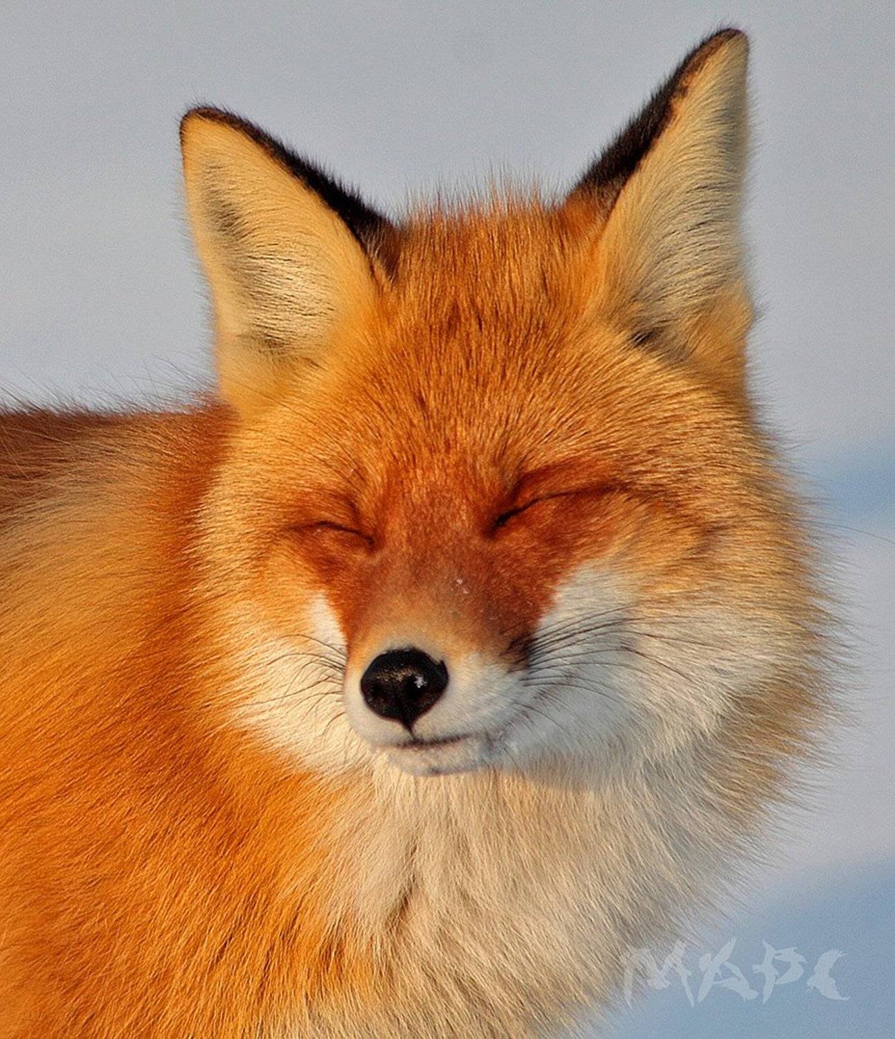 животные лиса зима солнце, Шангареев Марс