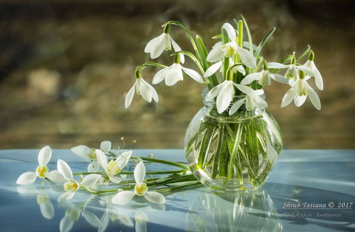 весна, первоцветы, подснежники, банка, стекло, отражение, Шруб (Беляева) Татьяна