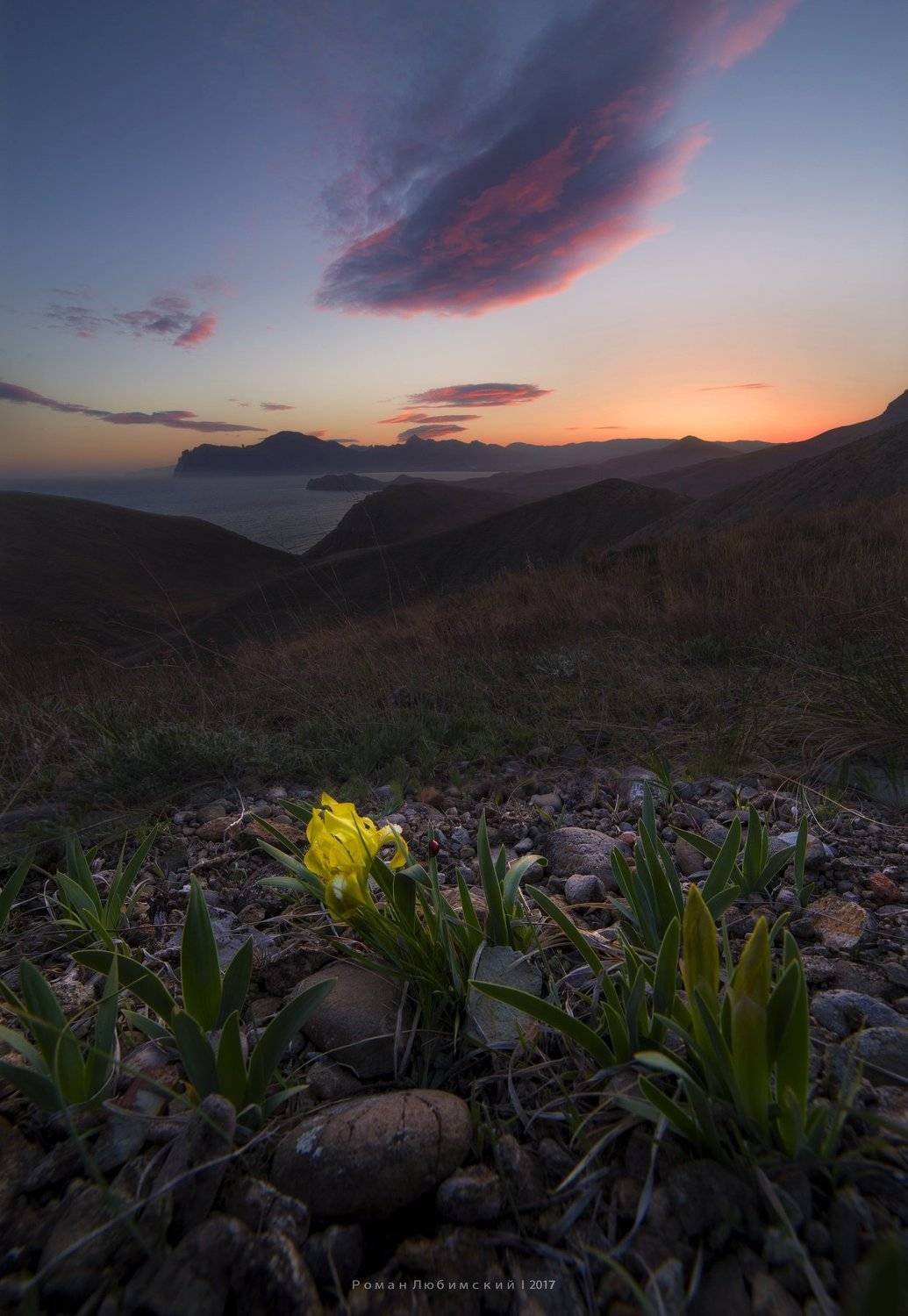 цветы, весна, пейзаж, красиво, закат, море, коктебель, кара-даг, Роман Любимский