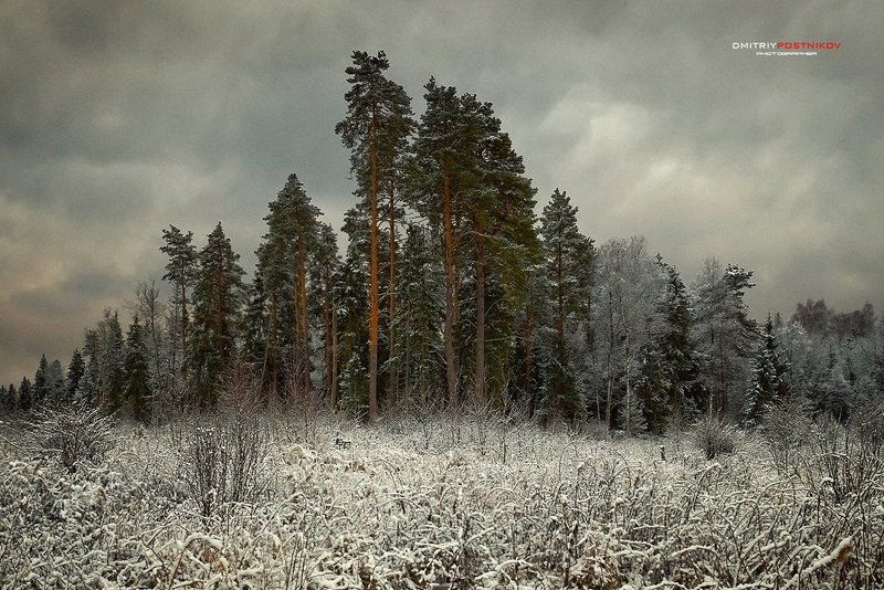 Деревья, Пейзаж, Природа, Снег, Сосны Устоявшие. фото превью