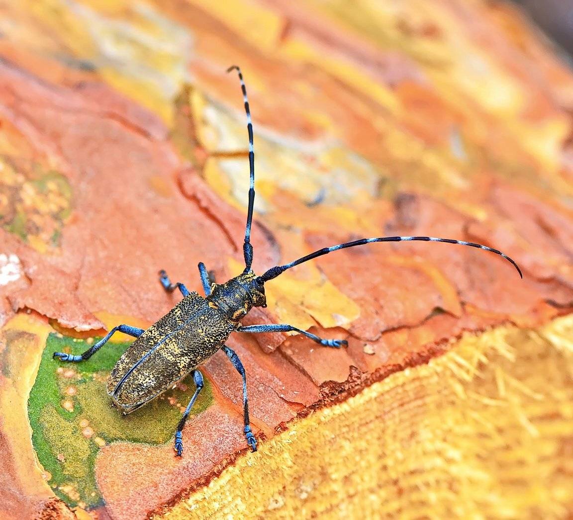 жук-усач, короед, Галанзовская Оксана