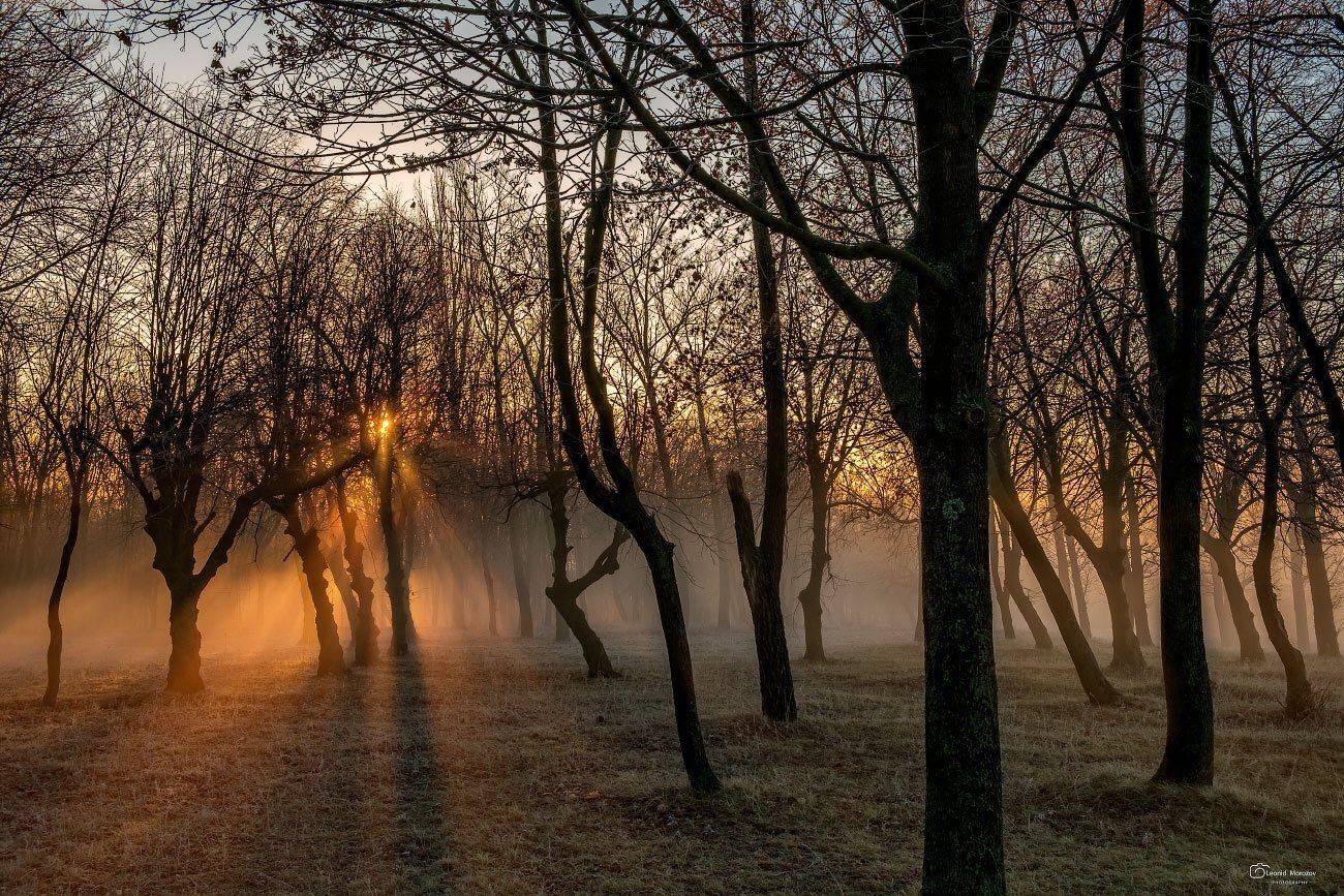 , Леонид Морозов