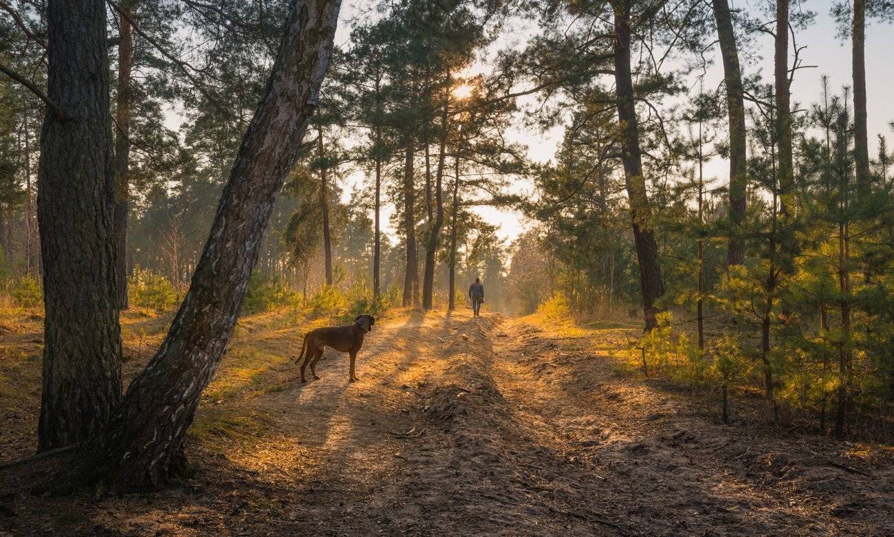 лес, собака, человек, Галанзовская Оксана