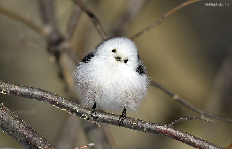 Ополовник. фото превью