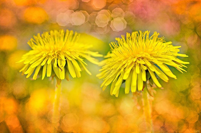 close-up, color, colors, color image, dandelion, flower, fine-art, flowers, image, impressionism, macro, nature, photography, taraxacum, yellow, Impressionist Dandelions фото превью