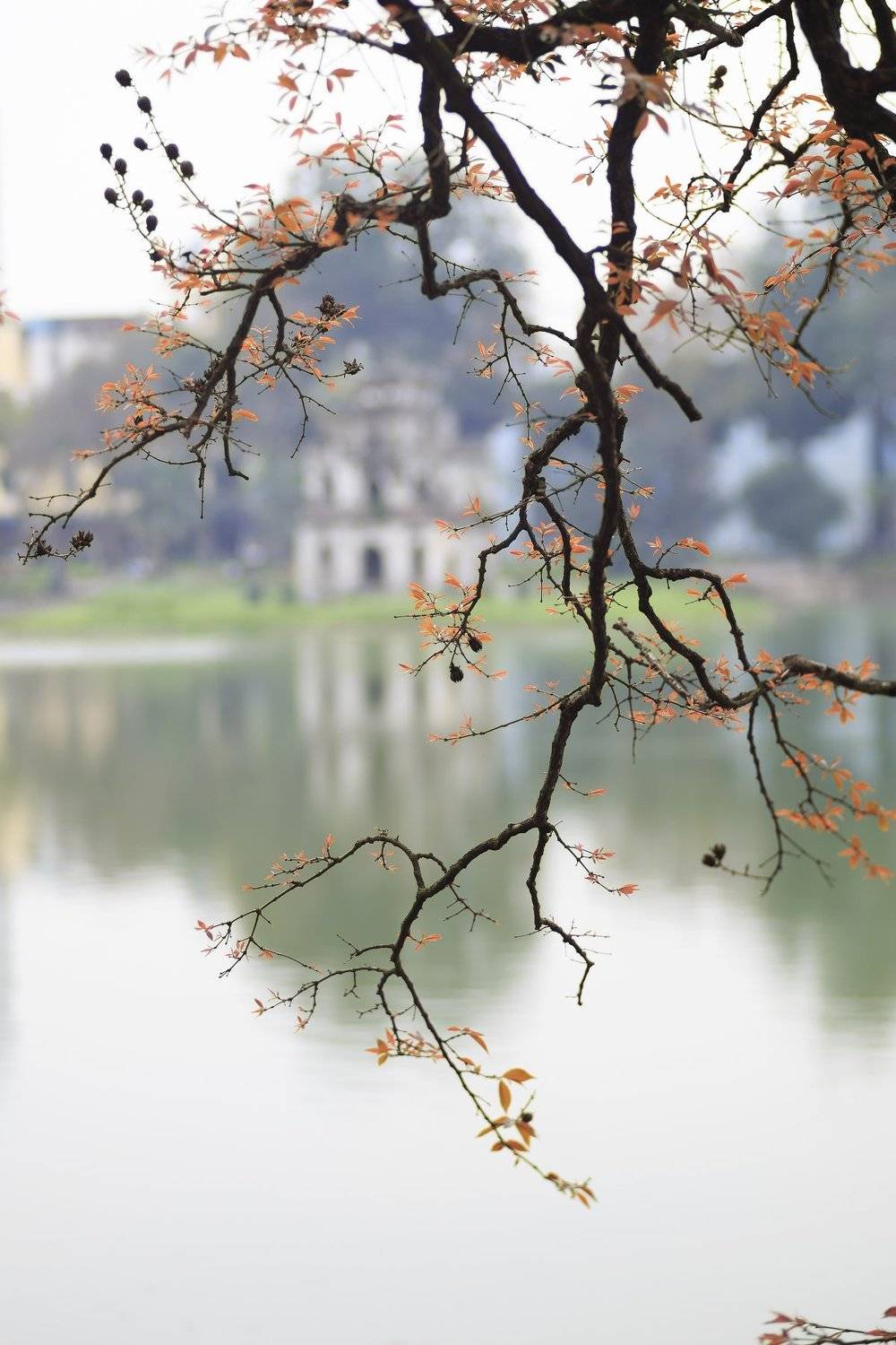 , Hoang Tat Thang