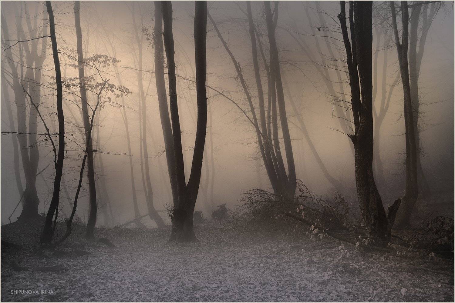 , Шипунова Ирина