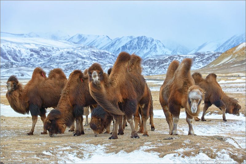 Алтай, Бактриан, Верблюды, Зима, Чаган, Чуйская степь, Южно-чуйский хребет Бактрианы Чуйской степи фото превью