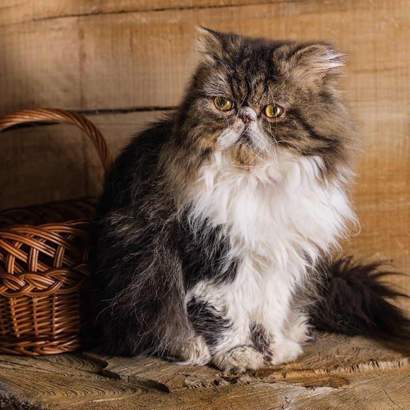 питомцы, кошки, кот, животные, котёнок, перс Кот - двухлеток фото превью