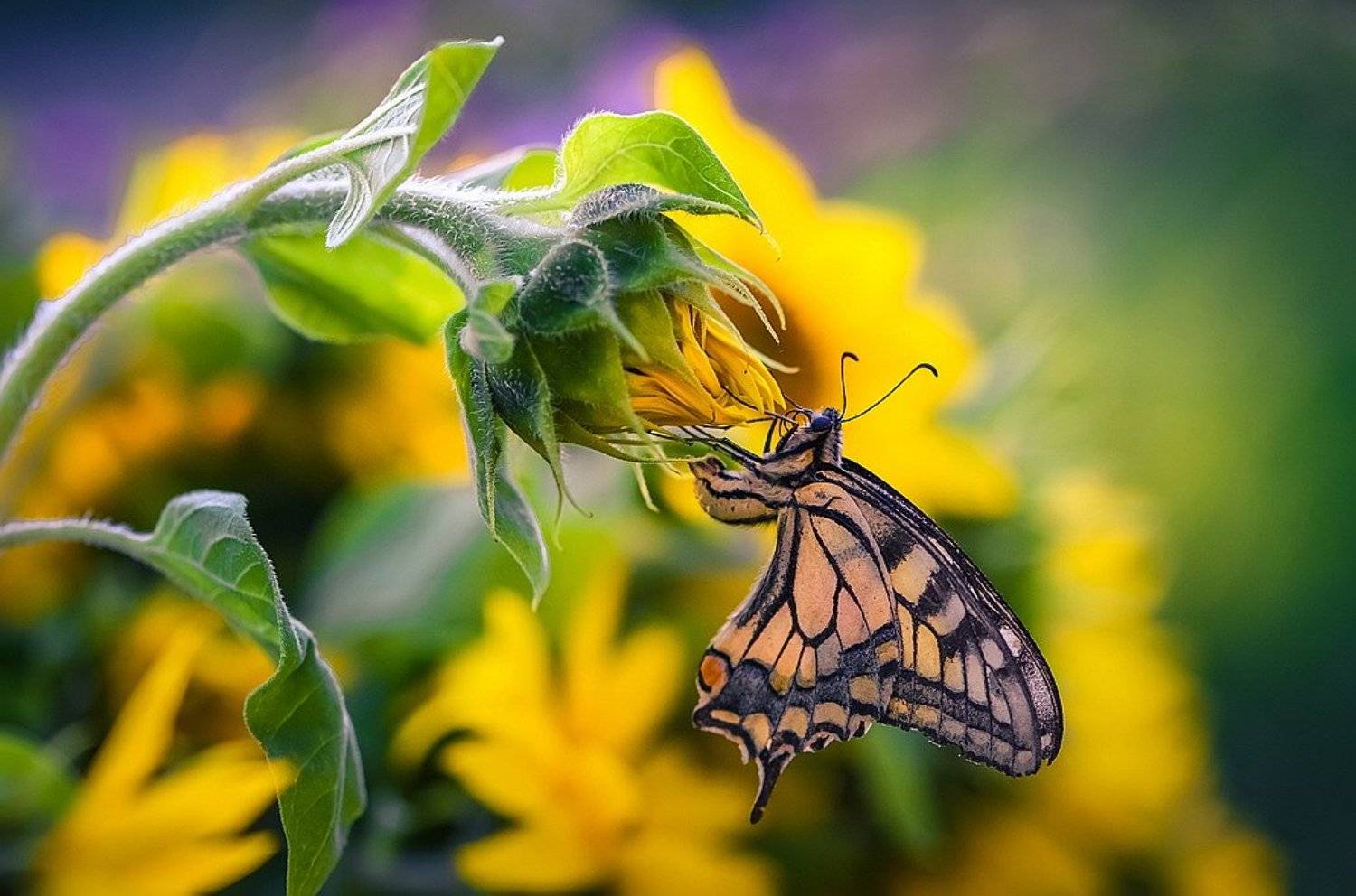 , Вячеслав Мищенко