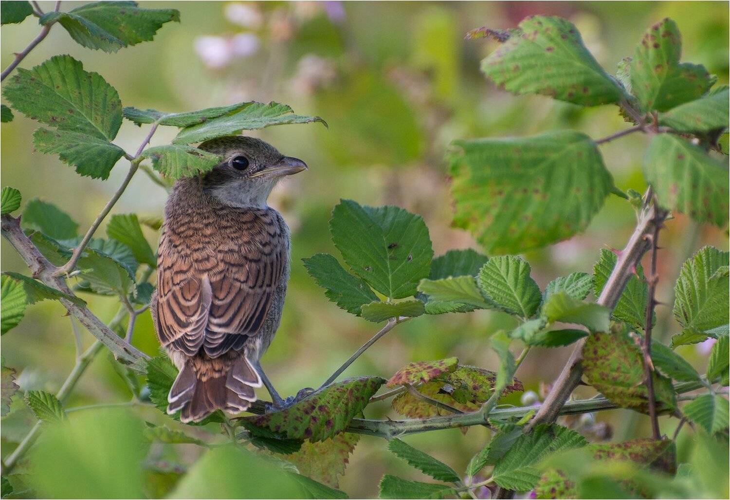 , Руслан Сигушин