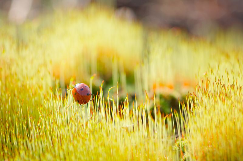 Любопытная особа фото превью