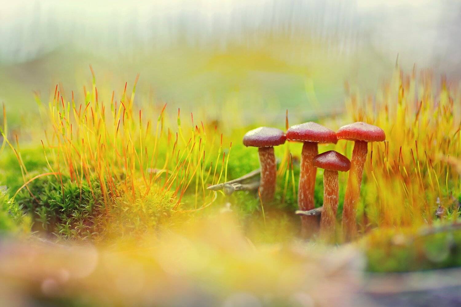 трава,мох,грибы,красный, свет, луч, блики, Юрий Котов