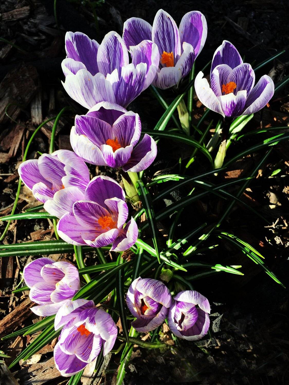 , Babka Yoshka (в миру - Сергей)