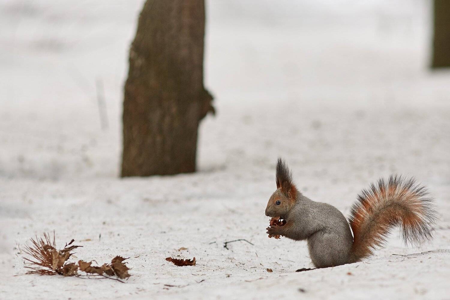 природа, белки, Цвелёв Дмитрий