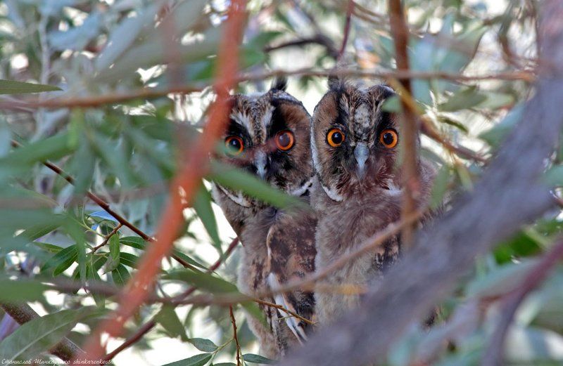 Совята фото превью